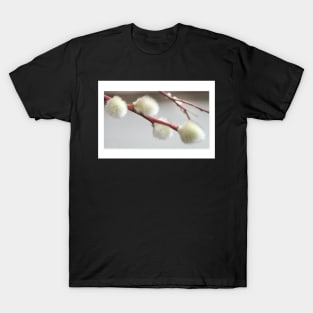 Pussy Willow Greeting Card T-Shirt